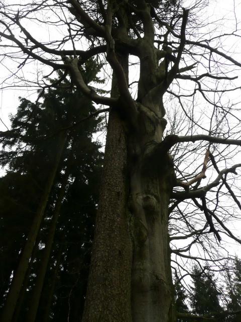 Strom V